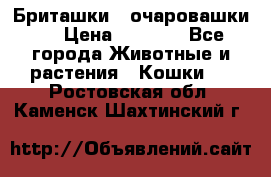 Бриташки - очаровашки.  › Цена ­ 3 000 - Все города Животные и растения » Кошки   . Ростовская обл.,Каменск-Шахтинский г.